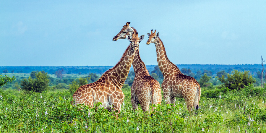 Kruger National Park Kruger National Park