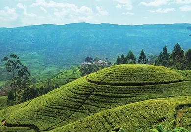 Sri Lanka, Temples and Tea Sri Lanka, Temples and Tea