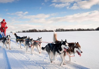 Huskies Huskies
