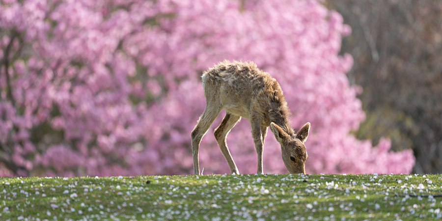 A small deer eats grass in front of a blossoming, pink sakura tree.