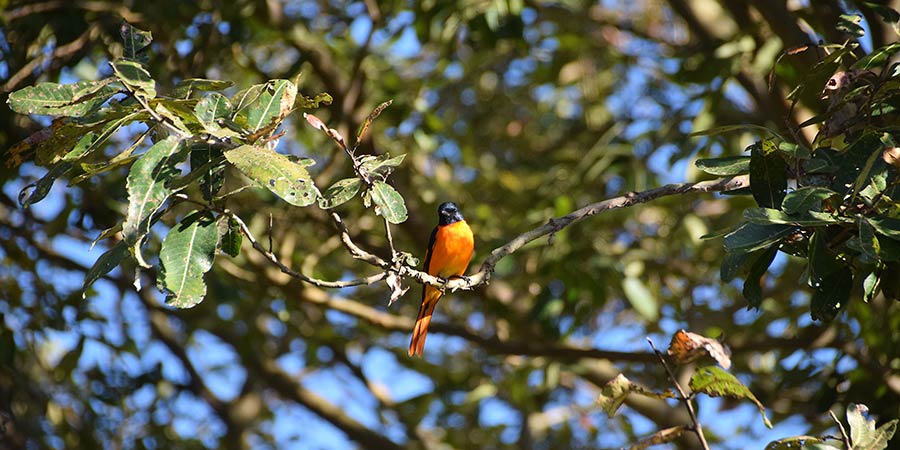 A Scarlet Minivet in Kerala.