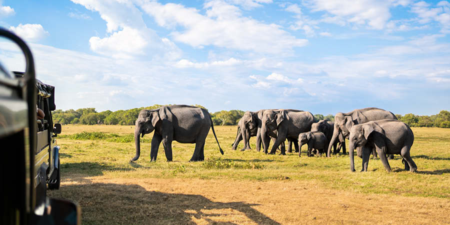 Viewing Asian elephants in the wild