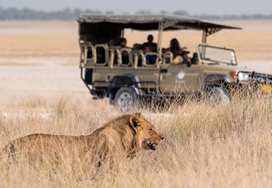 Safari Safari